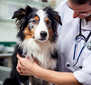 Eryaman Veteriner Kliniği | Doctor House